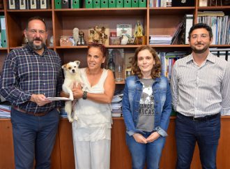 Município atribui cerca de 15 mil euros para a esterilização de animais errantes