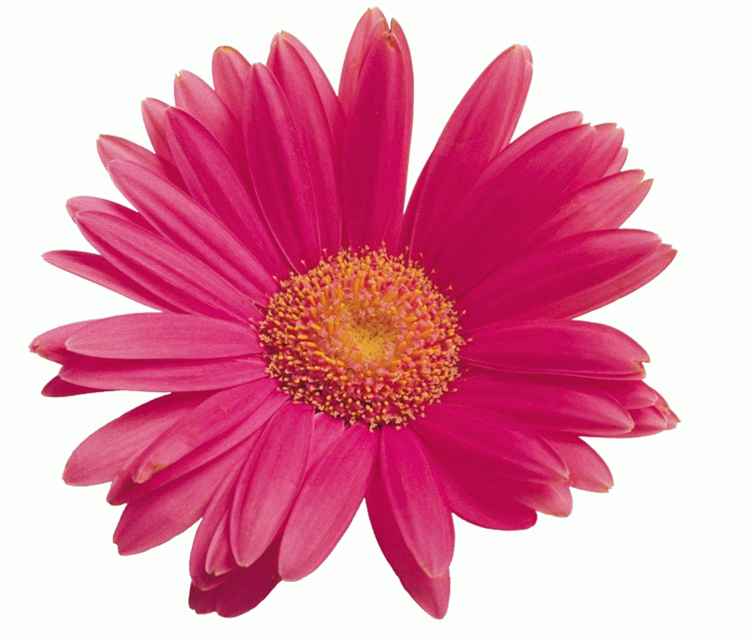 Dia Internacional Da Mulher Assinalado No Concelho De Albergaria